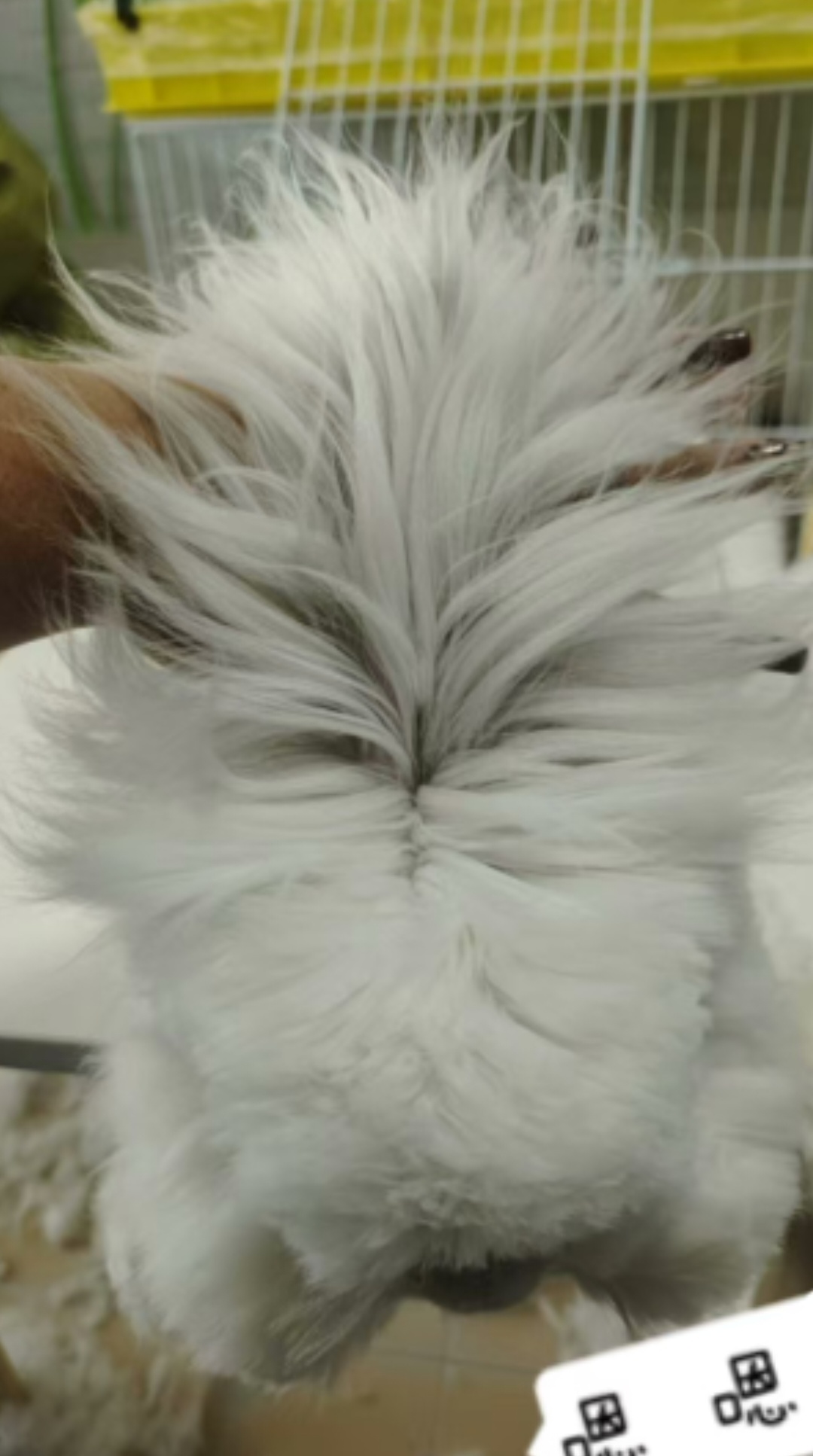 双血熊版安哥拉兔崽重点梦幻暹罗色